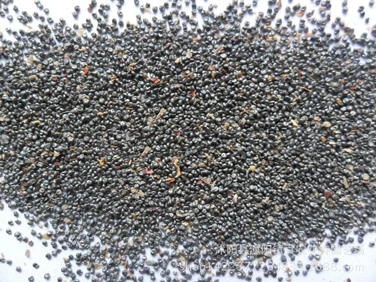 批发中药材种子优质半枝莲种子 发芽率高 品质纯正 量大从优