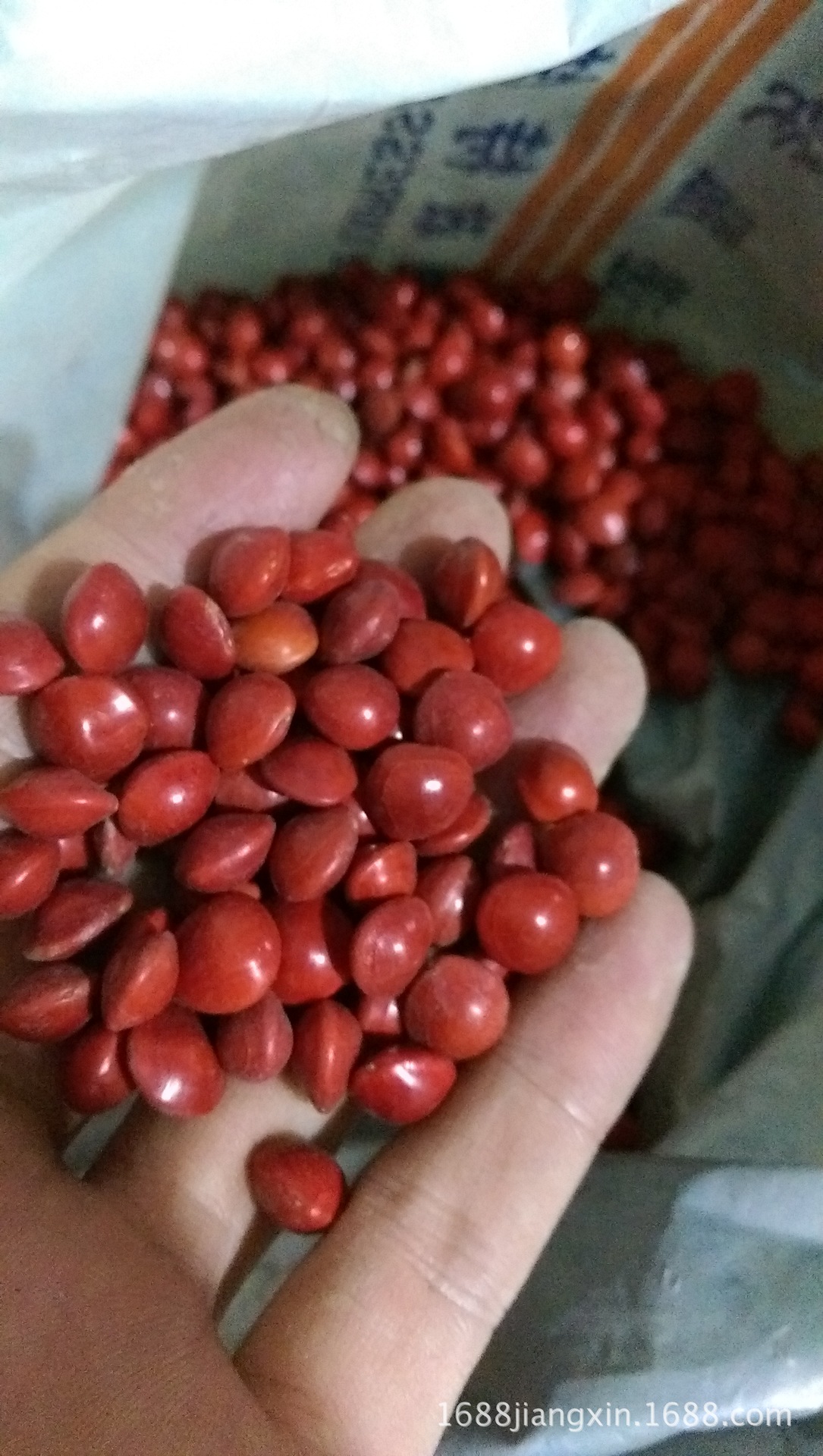 纯天然 通货红心血菩提子 相思红豆原籽 佛珠手串 原料批发 举报