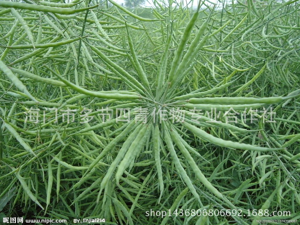 供应新产优质净油菜籽