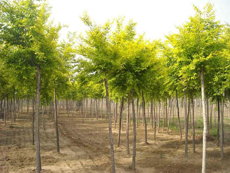 基地供应黄金槐行道树苗工程苗规格齐全量大从优批发