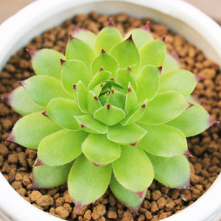 枫林园艺 观音莲 迷你多肉植物绿植盆栽盆景花卉批发特价