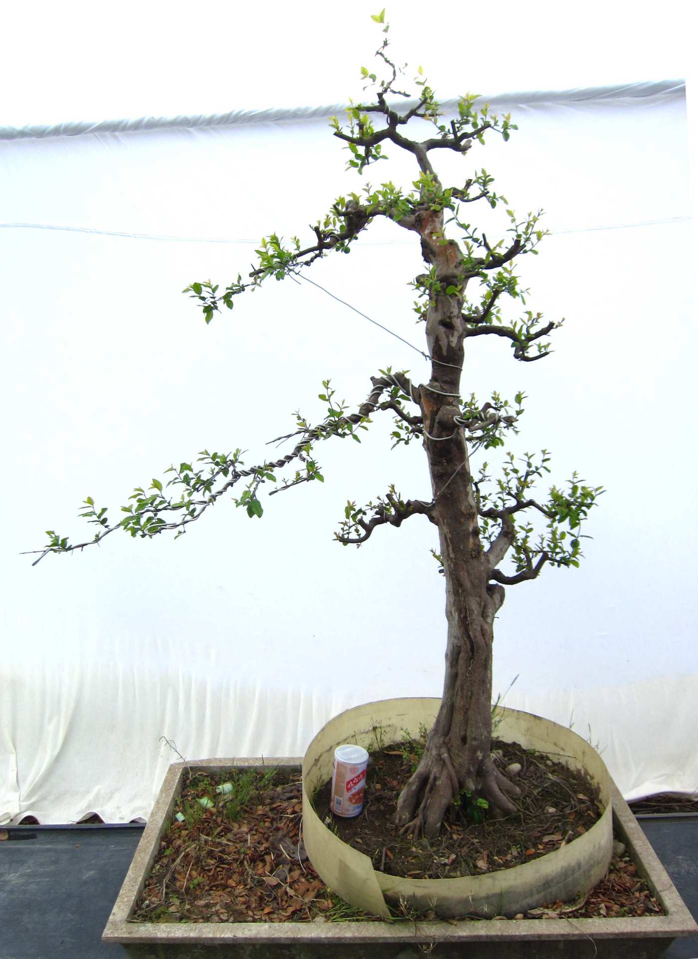 树木盆景多杆丛林式雀梅盆景景观大树造型罗汉松
