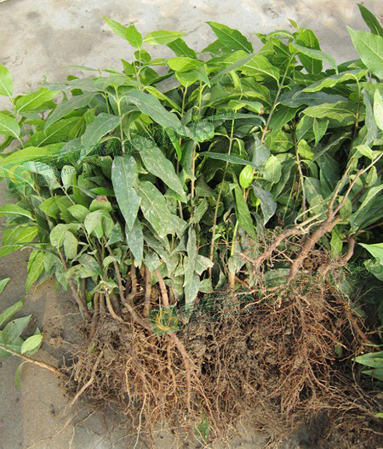 出售腊梅腊梅小苗又名蜡梅观赏花卉腊梅盆景