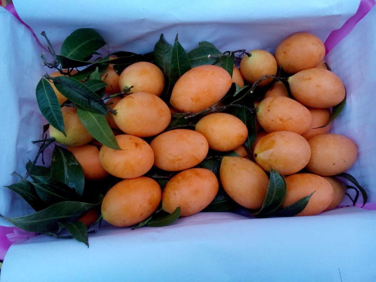 泰国进口新鲜枇杷芒每日空运到货广州进口水果批发