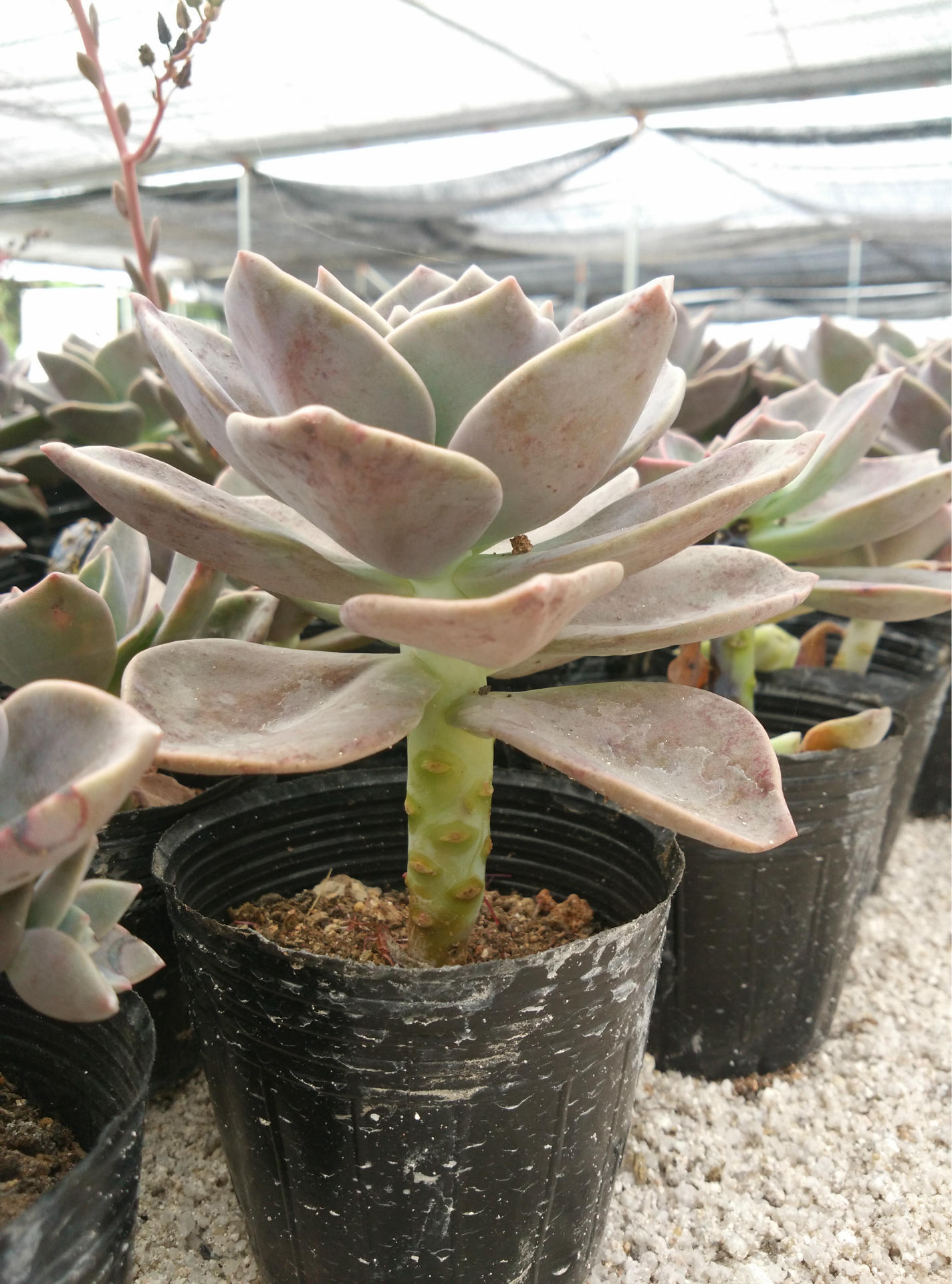 多肉植物基地直销夏种型多肉植物老桩旭鹤10cm左右