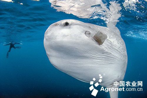 此次拍摄翻车鲀鱼非但没有害羞逃跑,反而像宠物狗一样紧紧跟随,直到