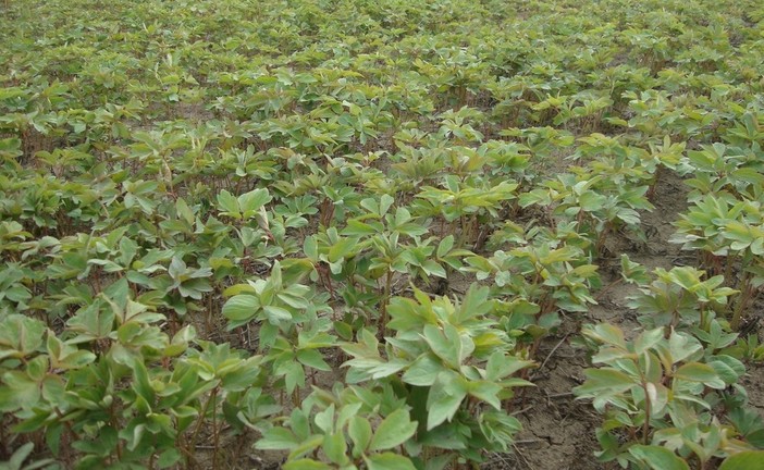 大量出售牡丹花苗 盆栽苗 牡丹苗 当年开花 分叉多