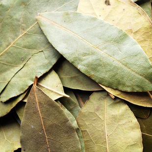 天然香料大全 小香叶 月桂叶 香桂叶 火锅烧菜烧烤调料香辛料