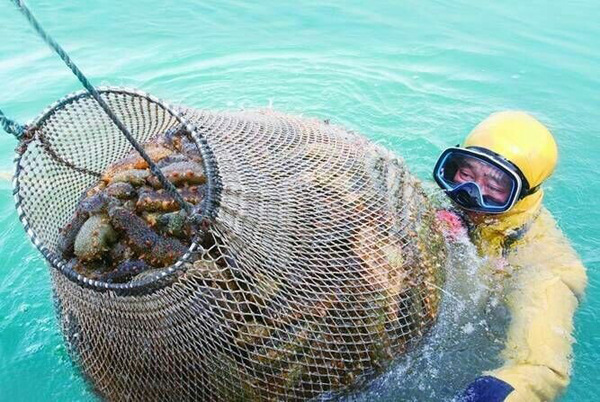 【仙人岛海参】海参滋补,春参最好