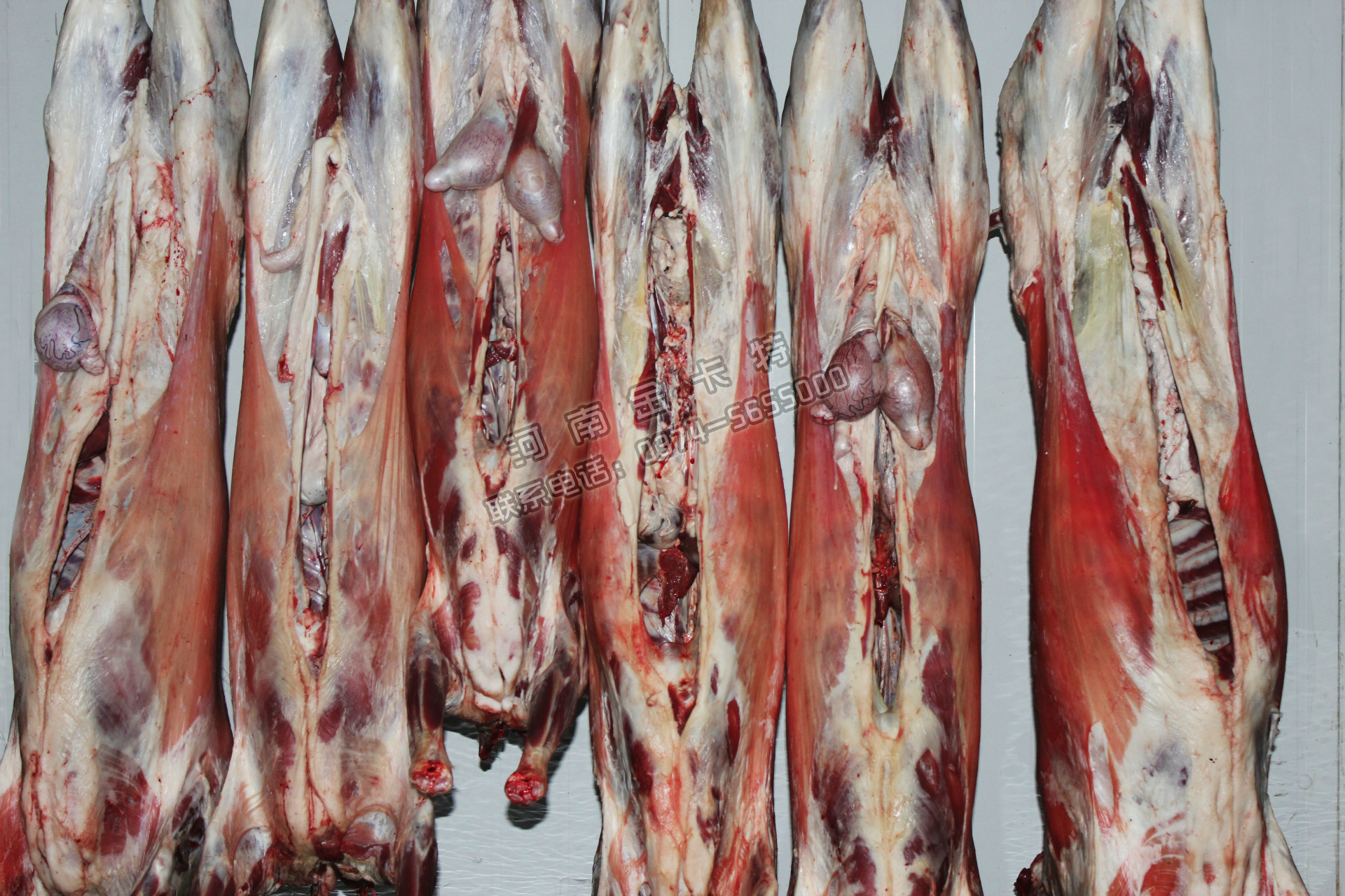 批发供应新鲜羊肉 全羊 整羊 桶子羊 羊蝎子新鲜羊肉肉质***
