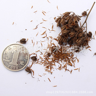 供应园林绿化苗木种植 珍珠梅种子 观花植物种子 量大优惠