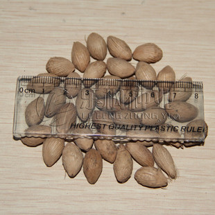 新采优质散尾葵种子 花木种子 花卉种子散尾葵 纯度高 芽率高