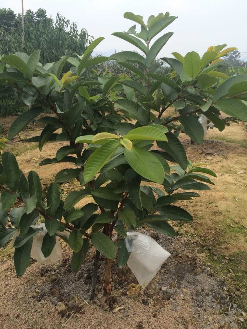 番石榴树苗 珍珠番石榴苗 又称芭乐苗盆栽果树苗 庭院果树