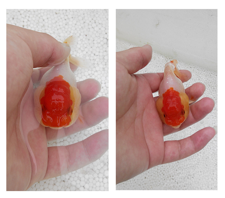 省南阳市镇平县侯集镇项寨村观赏鱼养殖繁育基地河南喜明锦鲤定购电话