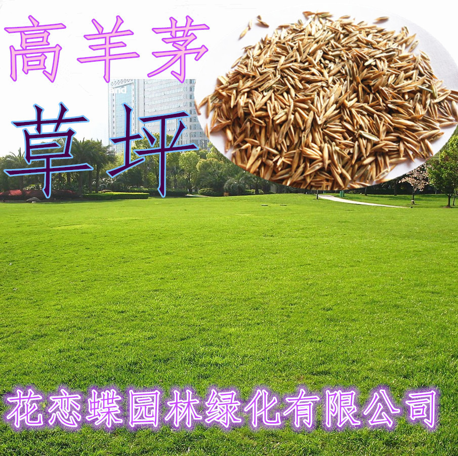 >> 进口草坪种子四季常青高羊茅草籽.护坡.球场.公园庭