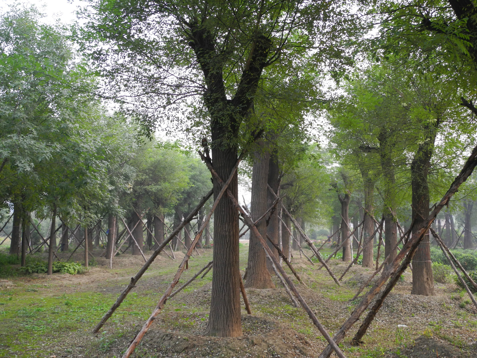 7公分白蜡 8公分白蜡树苗 绿化 速生白蜡 种生白蜡详情 - 中国供应商