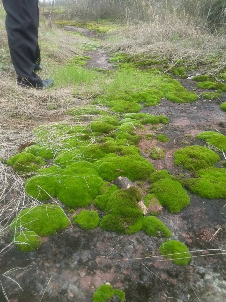 【新鲜野生苔藓 微景观diy搭配摆件 11*8cm朵朵藓 盆景配件批发】价格