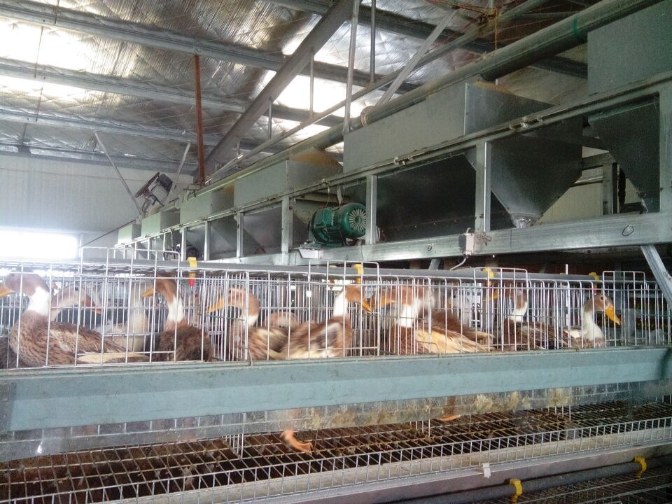 首页 机械及行业设备 农业机械 畜牧,养殖业机械 蛋鸭笼养 全套自动化