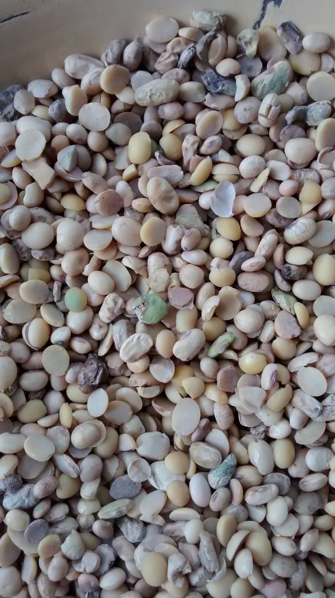 黄豆瓣【安徽黄豆 做豆皮豆干 食用黄豆瓣 油豆蛋白豆 制豆粉】