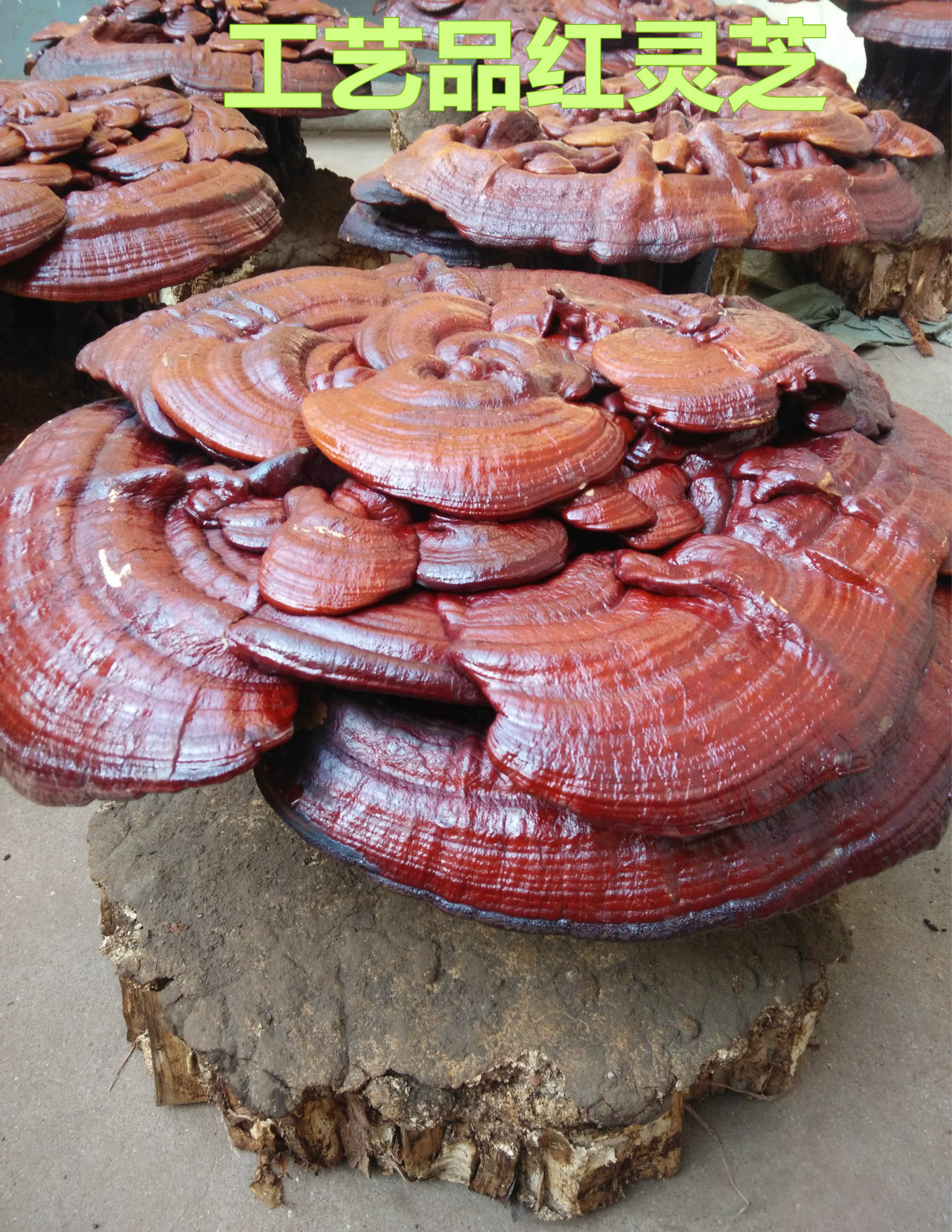 供应灵芝盆景 高档活体灵芝盆景 室内办公室花卉绿植 实图