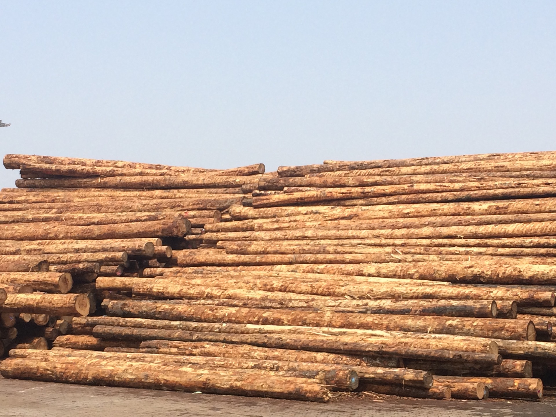 大量销售进口云杉原木 木屋别墅专用木材 古建筑木材