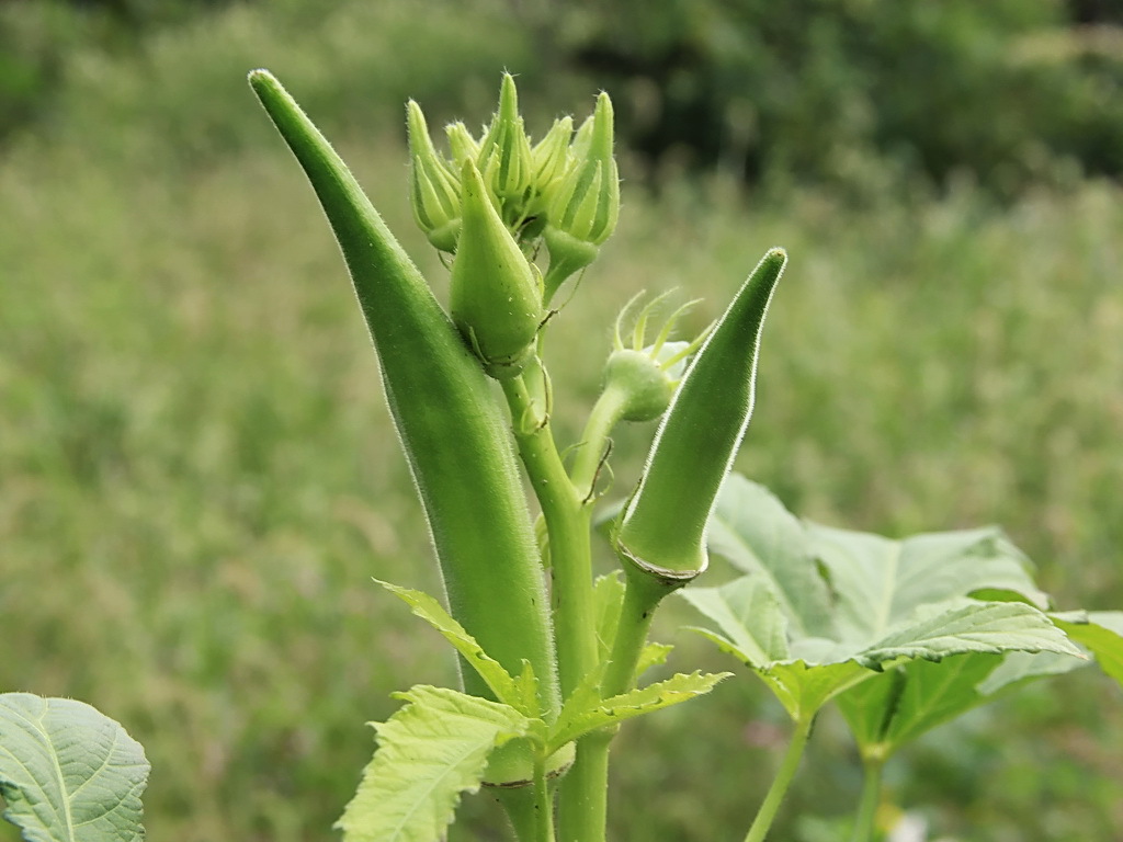 海南产地直供绿秋葵海南新鲜秋葵批发原产地直发