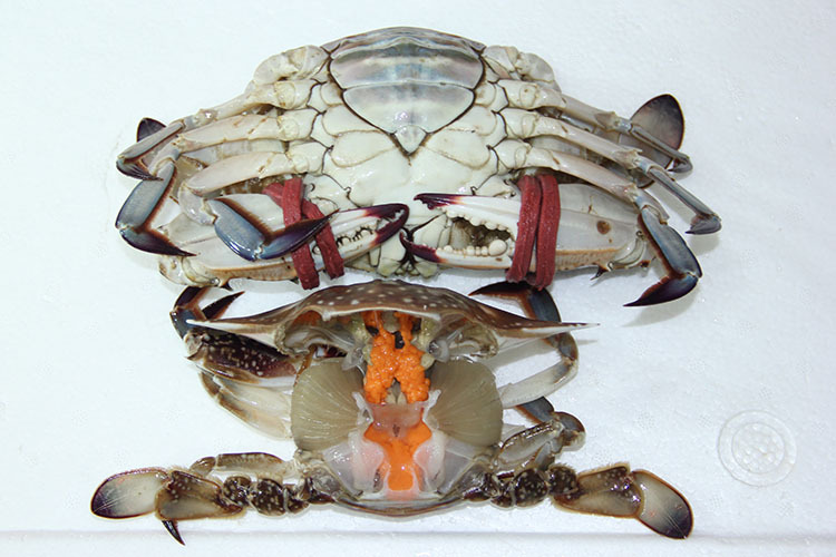 厂家直销批发丹东东港100带黄鲜活飞蟹大连海鲜水产品活鲜