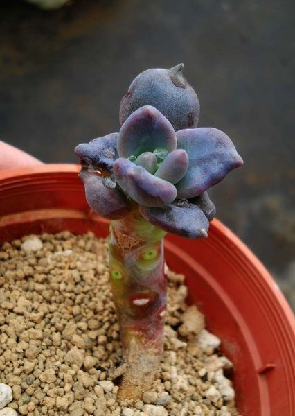 进口德国kk景天多肉种子/石莲/excelsa peru黑石莲种子