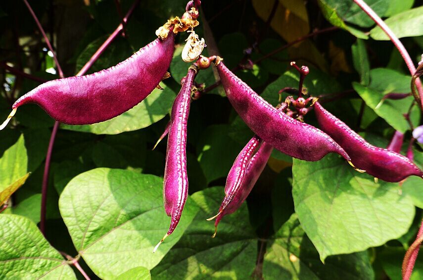 蔬菜种子 红福扁豆种子 红眉豆 晚熟 肉厚无筋 较耐热耐寒 15g/包