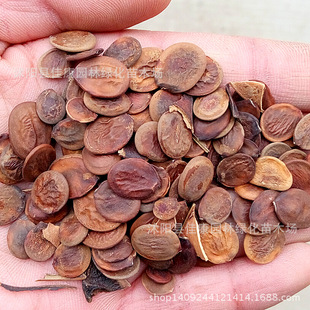 林木种子 新采红花羊蹄甲种子 中药材种子洋紫荆种子 玲甲花种子