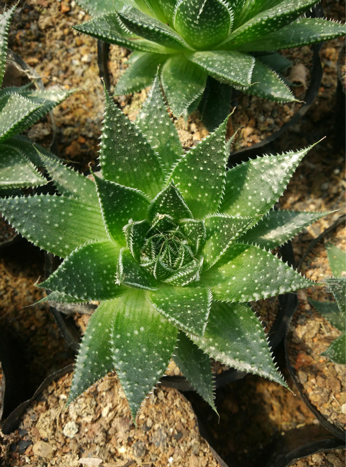 多肉植物 波路 绫锦 5-6cm