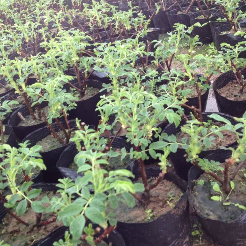 出售玫瑰花苗 食用玫瑰 提炼精油