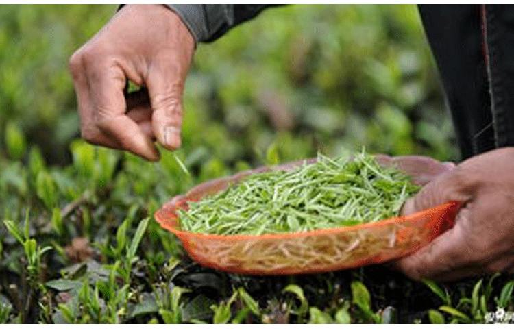 贵州特产天香茶叶(独芽型)有机绿茶新鲜好茶减肥养身美容养颜