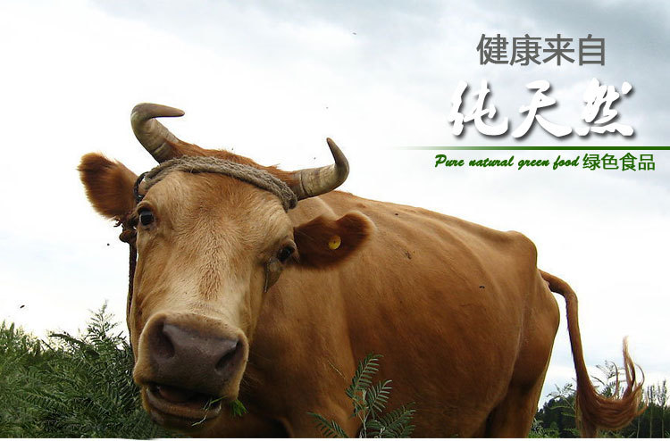 酒店餐饮类贵州高山养殖家畜有机健康黄牛本地农家喂养牛肉质鲜嫩