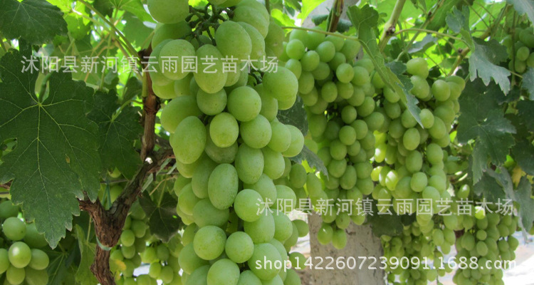 盆栽葡萄种植技术与管理视频教程