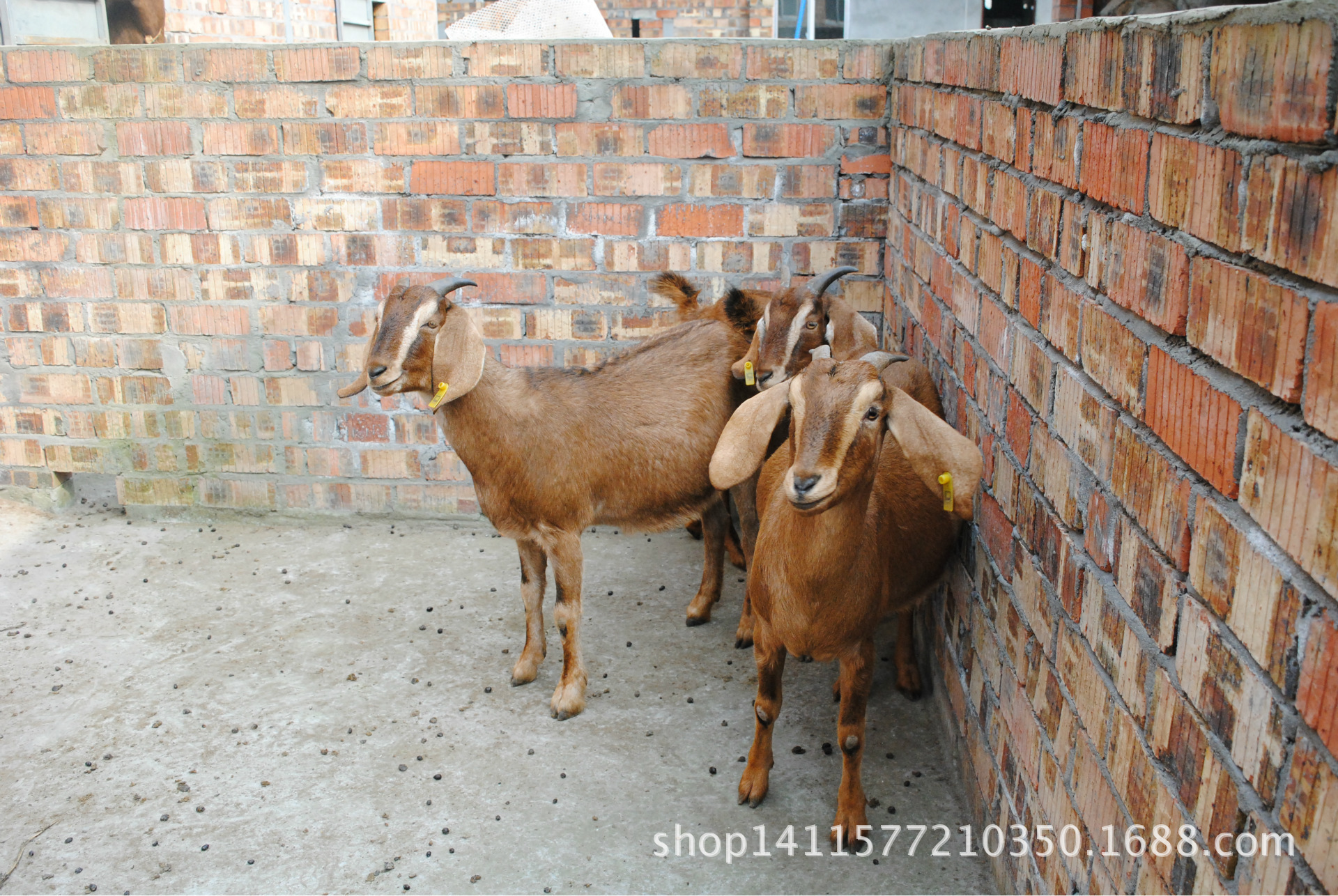 四川资阳简阳特级大耳羊耳朵宽大超嘴体格高大繁殖性能好价格 - 中国