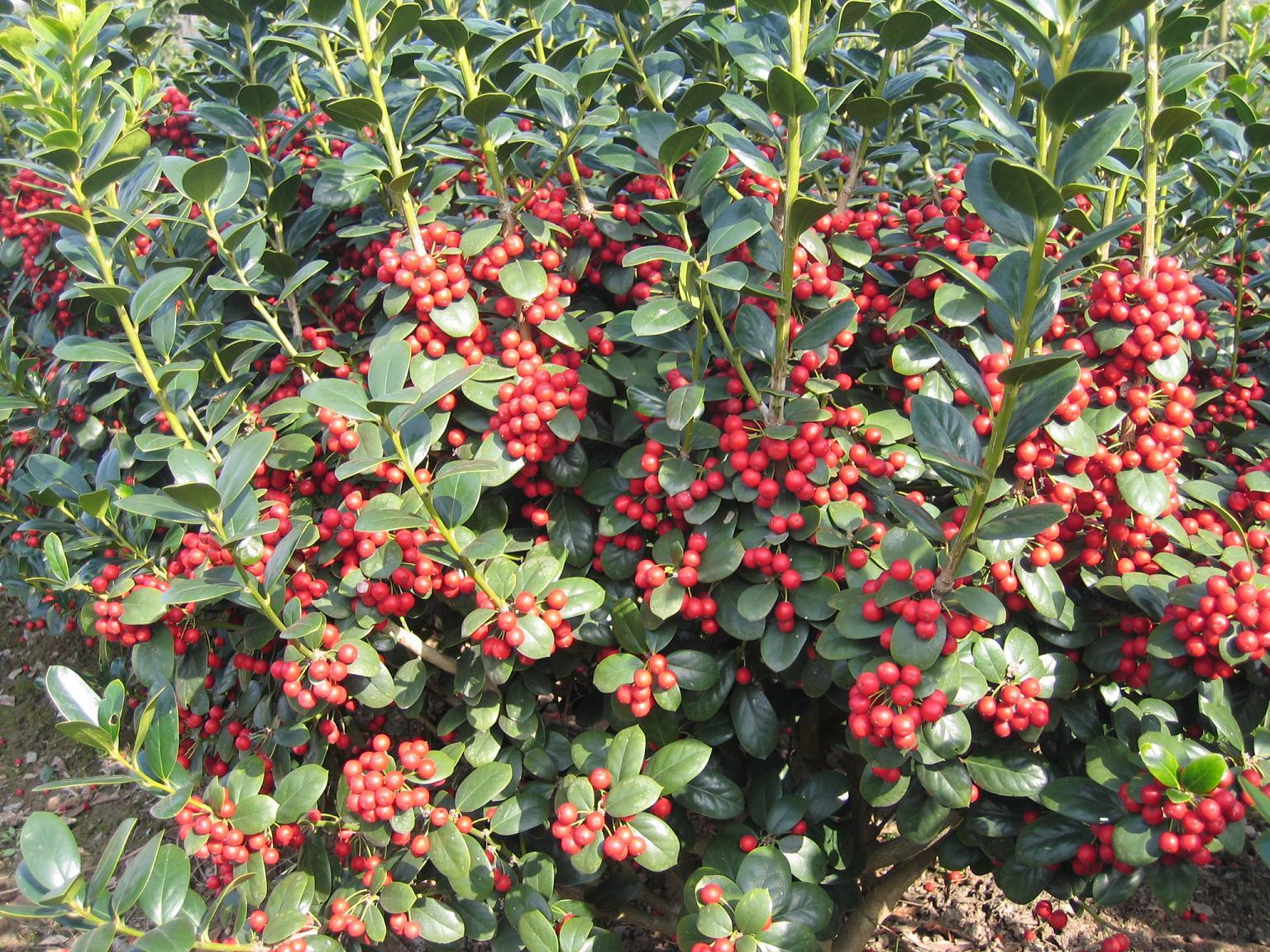 供应优良无刺枸骨