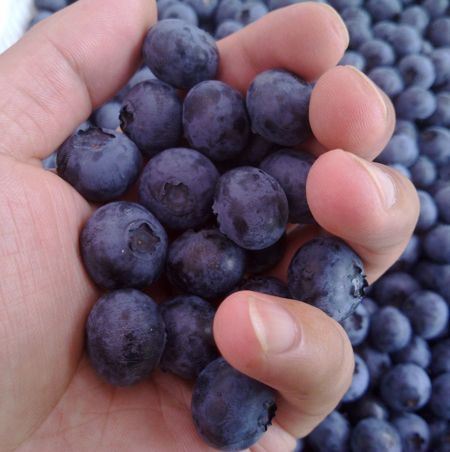上海进口智利蓝莓 优质新鲜蓝莓批发价格 - 中国供应商移动版