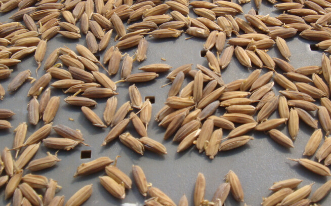 润仕方正稻花香大米是黑龙江粳稻的一种,属于长粒,香米,水稻秧苗煞ⅱ