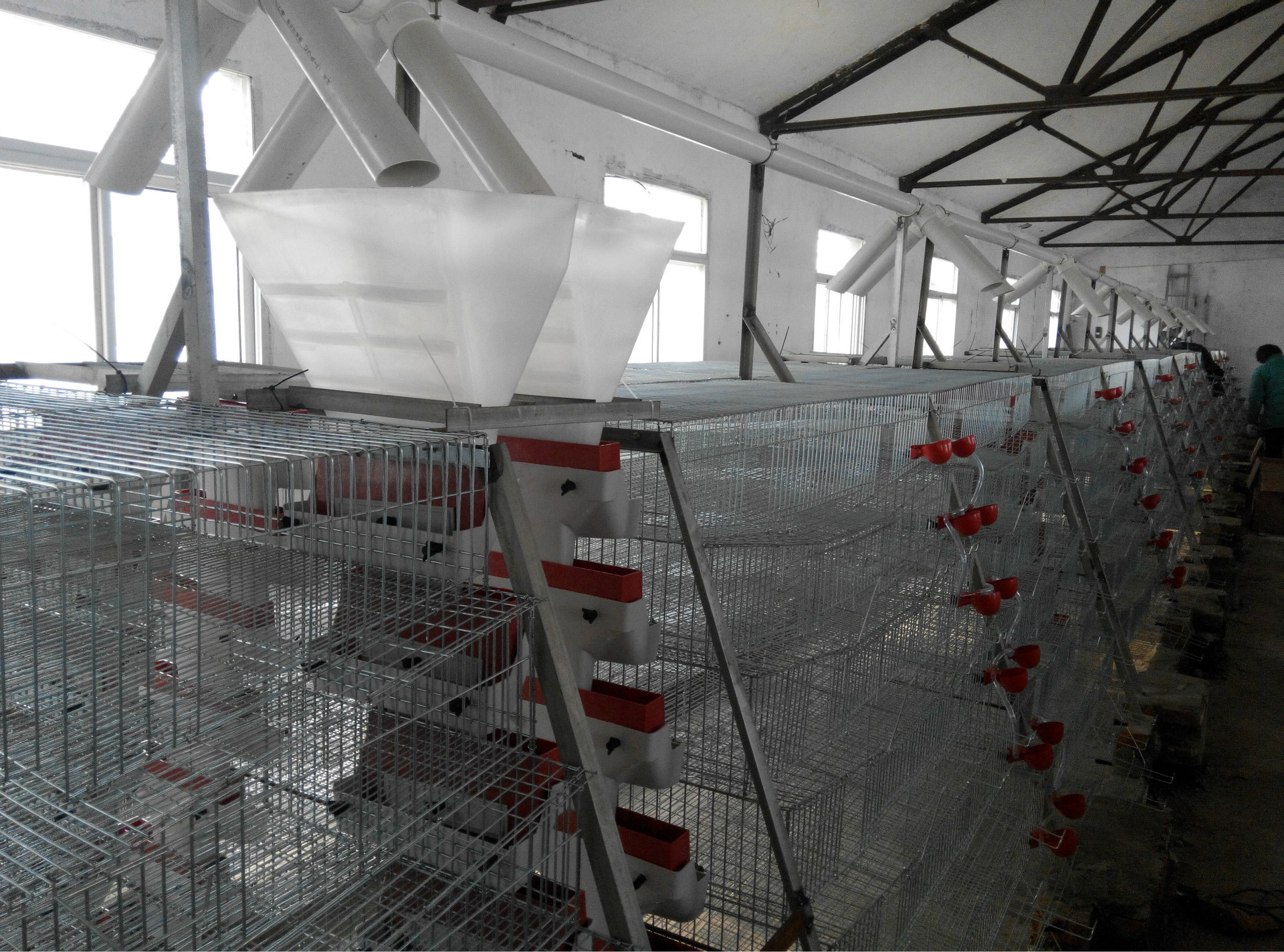 鹌鹑笼 鹌鹑自动采食器