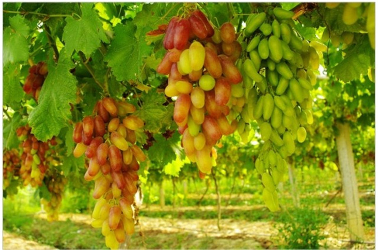 新疆特产特级红香妃葡萄干 优质无核 10斤/箱 整箱厂家特价批发