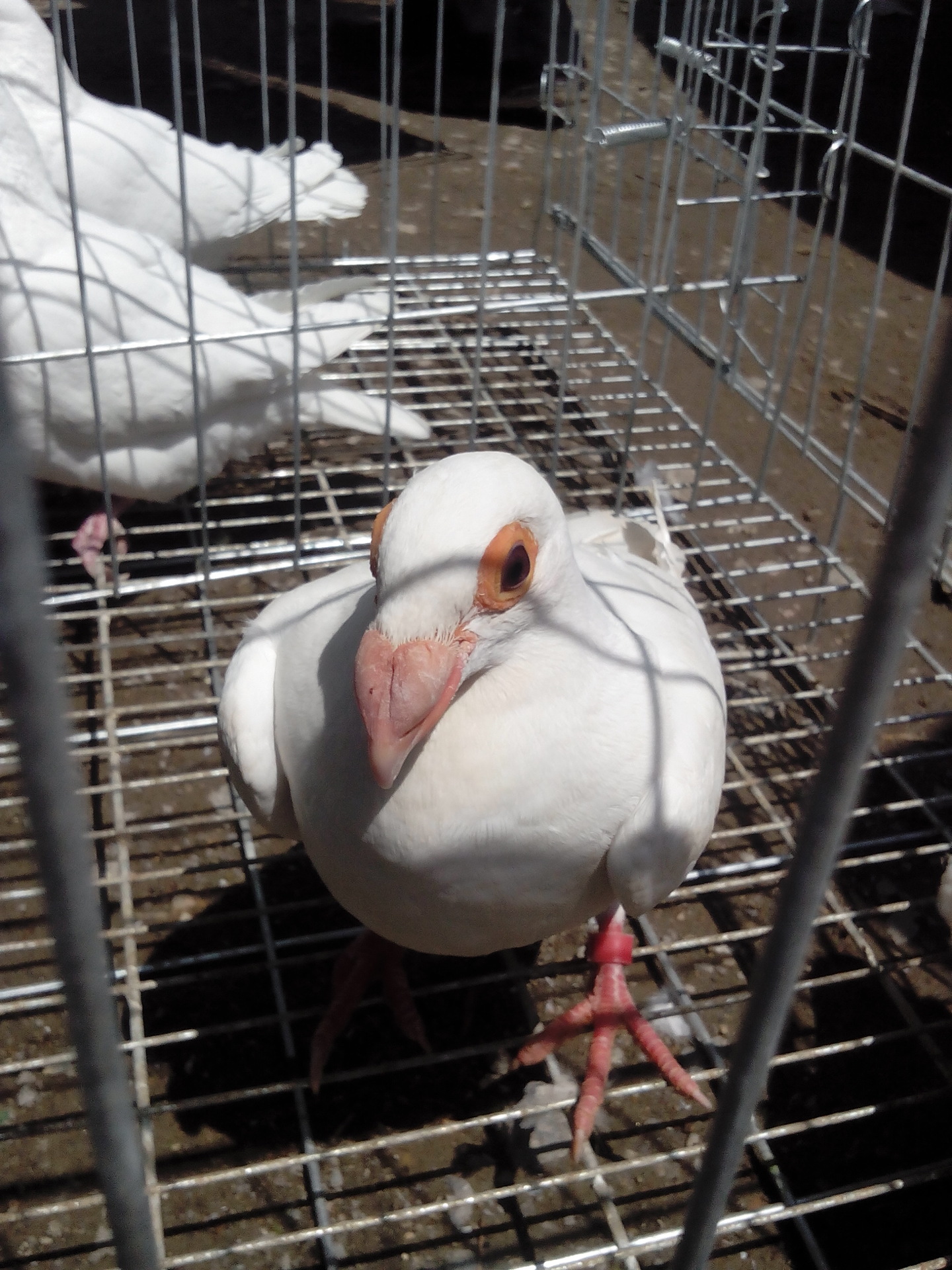 嫩江县淑女鸽价格