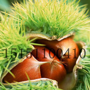 承德 蜜蜂球 石丰嫁接板栗树苗 八月红板栗苗当年结果 大小规格全