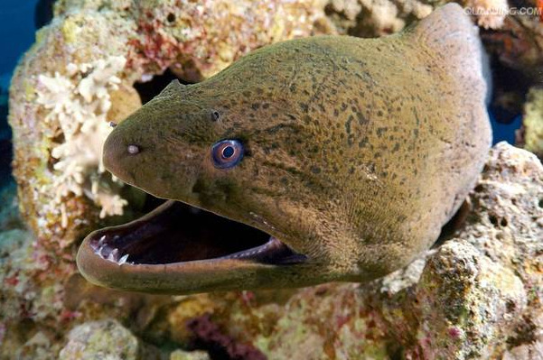 硬骨鱼纲鳗形目,海鳗科,海鳗属.体呈长圆筒形,尾部侧扁.