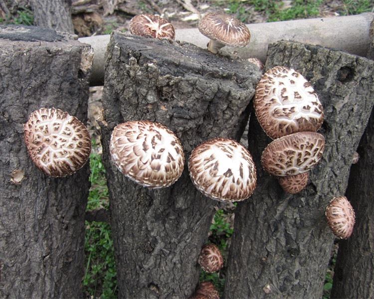 产地直销花菇农家山货湖北香菇500g批发襄阳特产椴木花菇野生干货