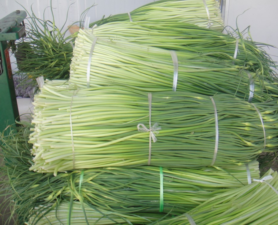 主要涉及到大蒜,蒜薹,圆葱洋葱,菠菜,香菜,金针菇,辣椒各品种的代收购