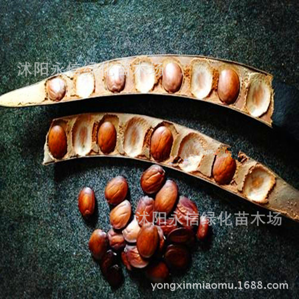 羊蹄甲大花紫荆种子洋紫荆种子德国巨紫荆种子