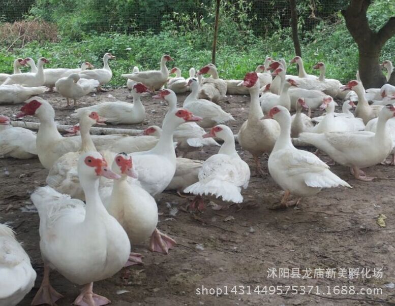 批发番鸭苗,鸳鸯鸭苗,红嘴鸭苗,洋鸭苗真正厂家出售,质量保证