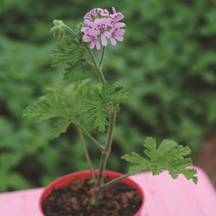 低价优质室内驱蚊香草柠檬天竺葵盆栽批发 净化空香草气产地货源