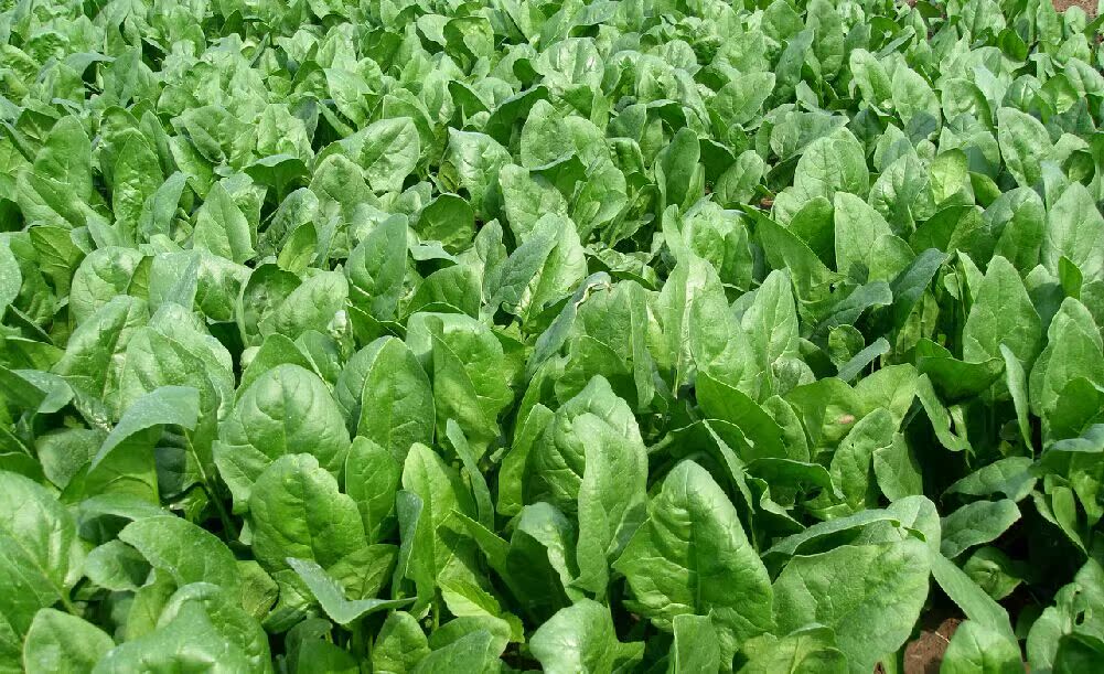 播期亩用种量可参照其他菠菜品种,垄播,畦播均可,加强田间管理,适时